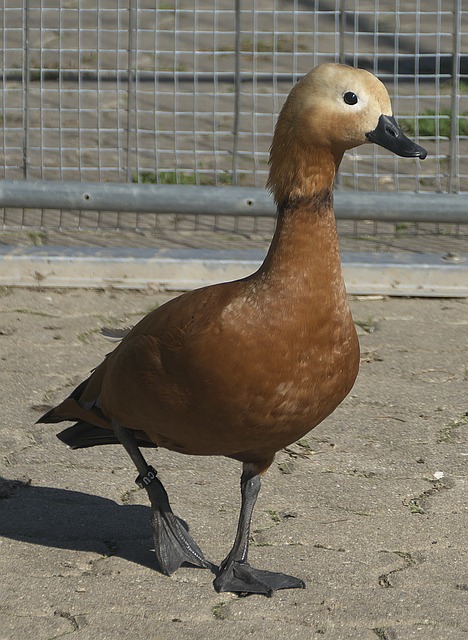 孔帕尼以其